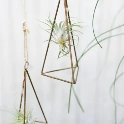 Accent Decor Tillandsia Hanger- Triangle