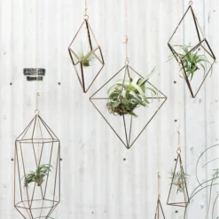 Accent Decor Tillandsia Hanger- Triangle 11 Accent Decor Tillandsia Hanger- Triangle