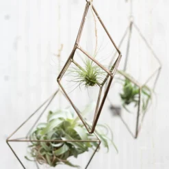 Accent Decor Tillandsia Hanger- Geo