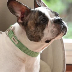 Howlpot DECOR Howlgo Basic Collar,green