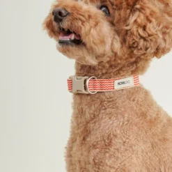 Howlpot Howlgo Basic Collar, Red