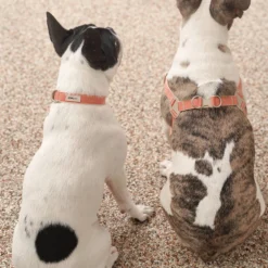 Howlpot Howlgo Basic Collar, Red