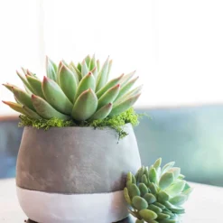 Accent Decor Ash Pot