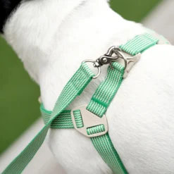 Howlpot Howlgo Basic Harness, Green