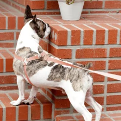 Howlpot Howlgo Basic Harness, Red DECOR