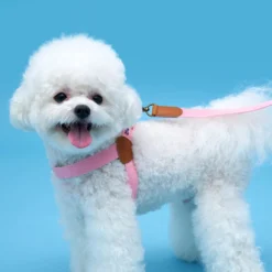 Howlpot Adventure Dog Harness, Budapest