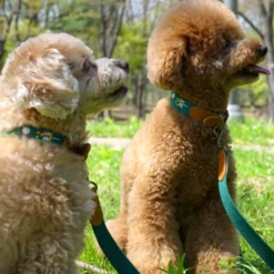 Howlpot Adventure Dog Collar, Birdie DECOR