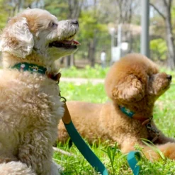 Howlpot Adventure Dog Collar, Birdie DECOR