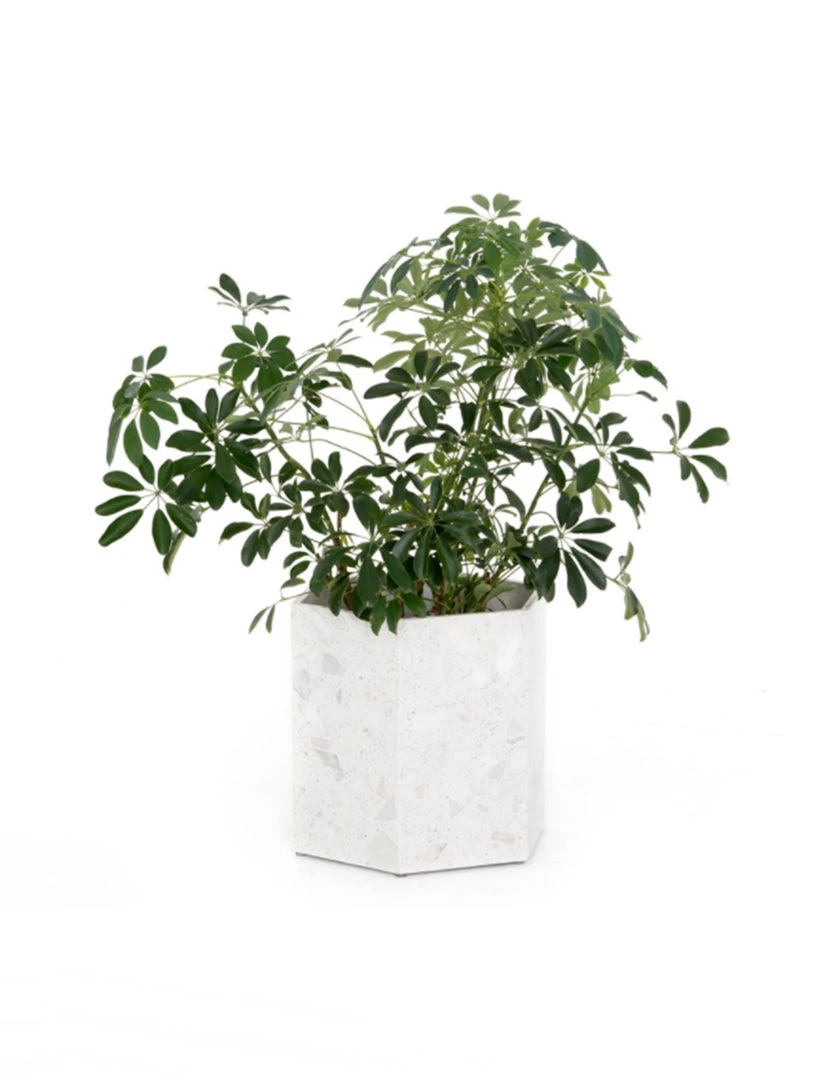 Four Hands Holand Hexagon Planter (set Of 2) DECOR 2 Four Hands Holand Hexagon Planter (set Of 2) DECOR