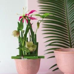 Accent Decor Daphne Compote