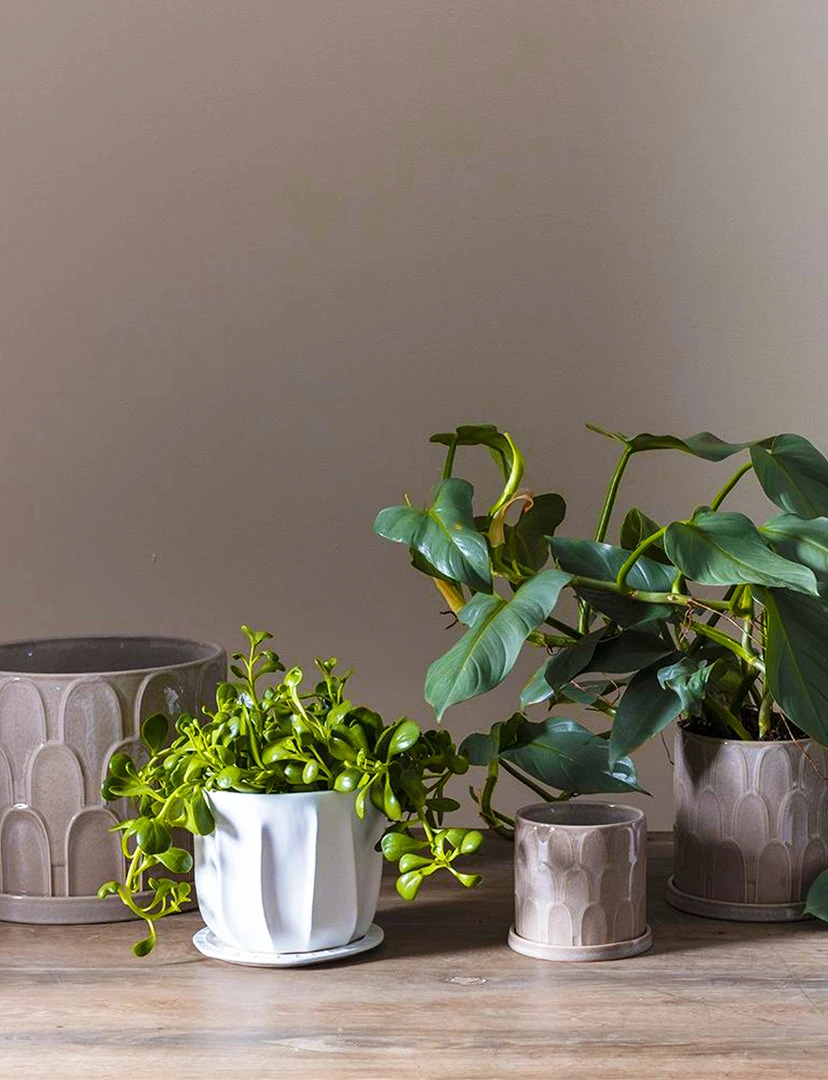 Accent Decor Duncan Pot 6 Accent Decor Duncan Pot