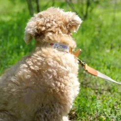 Howlpot DECOR Adventure Dog Collar, Dunk