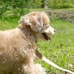 Howlpot DECOR Adventure Dog Collar, Dunk