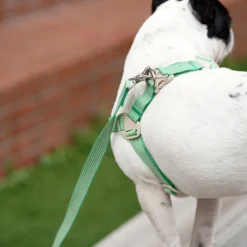 Howlpot DECOR Howlgo Basic Standard Leash