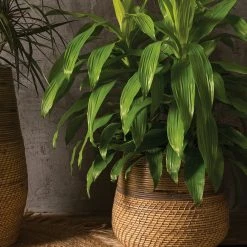 Accent Decor NEW ARRIVAL Guild Pot