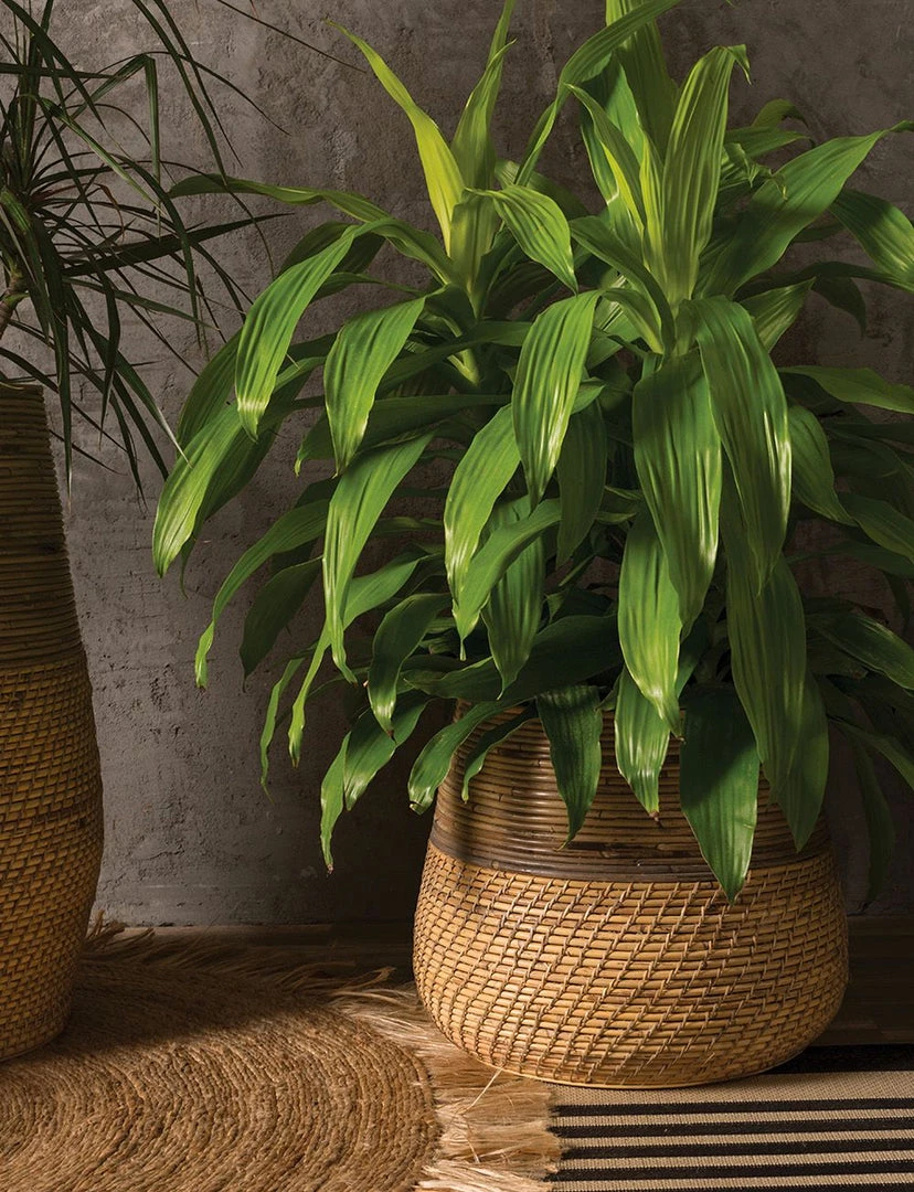 Accent Decor NEW ARRIVAL Guild Pot 2 Accent Decor NEW ARRIVAL Guild Pot