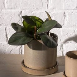 Accent Decor Hawthorne Pot
