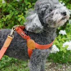 Howlpot Adventure Dog Harness, Mars