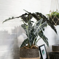 Accent Decor Jute Basket 10