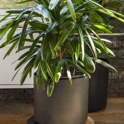 Accent Decor Kylo Plant Stand NEW ARRIVAL