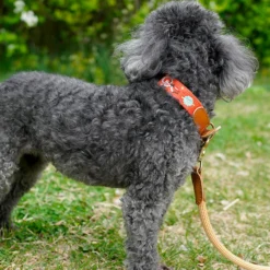 Howlpot Adventure Dog Collar, Mars DECOR