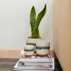Accent Decor Mateo Pot