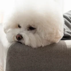 Howlpot DECOR Memory Foam Pet Bed