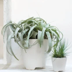 Accent Decor Ruth Pot