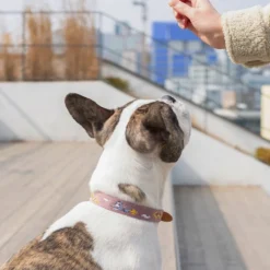 Howlpot Adventure Dog Collar, Genie