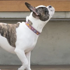 Howlpot Adventure Dog Collar, Genie