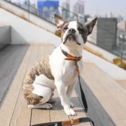 Howlpot Adventure Dog Leash DECOR 23 Howlpot Adventure Dog Leash DECOR