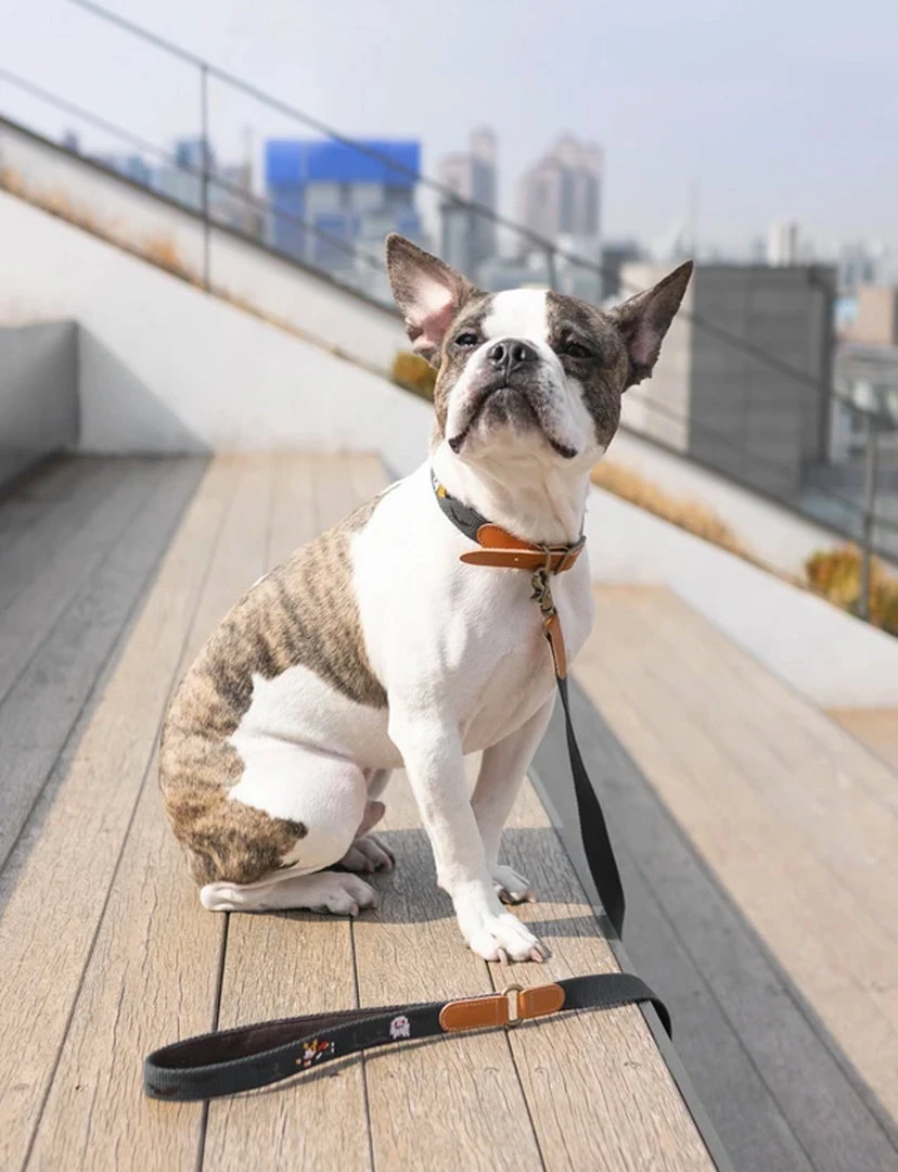 Howlpot Adventure Dog Leash DECOR 7 Howlpot Adventure Dog Leash DECOR