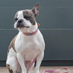 Howlpot Adventure Dog Leash DECOR