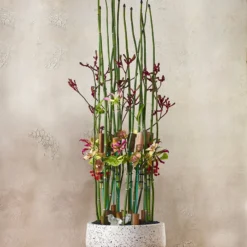 Accent Decor Razzo Pot