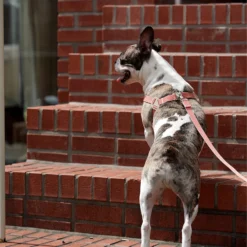 Howlpot Howlgo Adjustable Leash DECOR